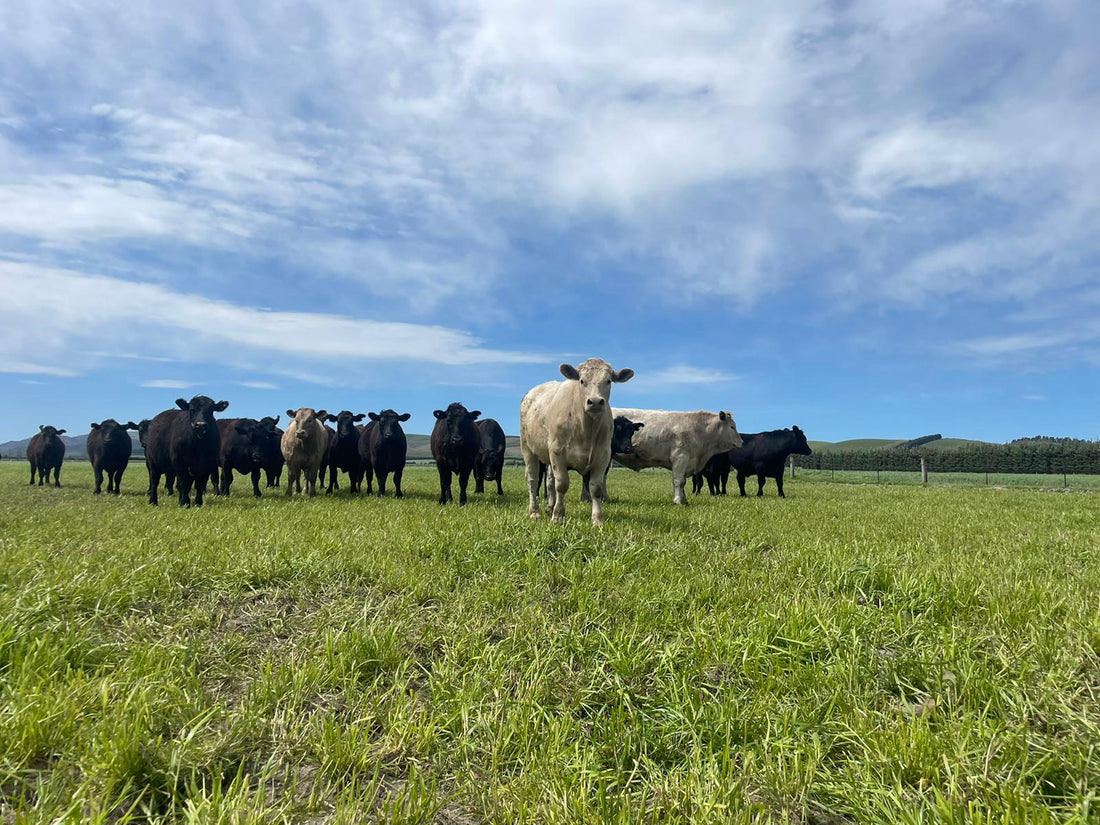 Let’s Talk Beef: Why Local Matters More Than Ever