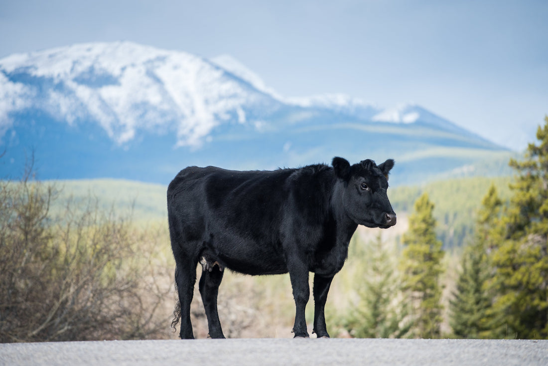 Why buying a whole or half beast still makes sense in 2026